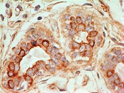 CD47 Antibody (B6H12.2) - Azide and BSA Free, Novus Biologicals:Antibodies:Primary